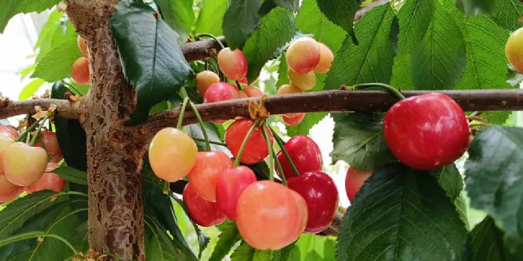 Jeotermal serada ilk kiraz hasadı yapıldı: Olumlu sonuç mahsulleri iç piyasada satılacak 5